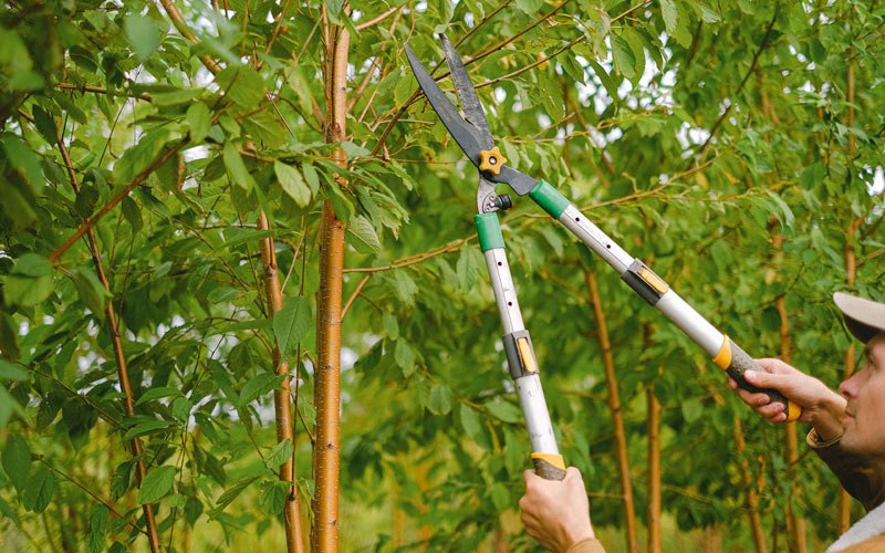 Tree trimming in Waukee, IA